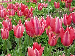迈瑙岛,鲜花,郁金香