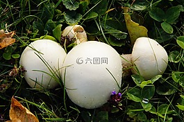 蘑菇,草地,秋季