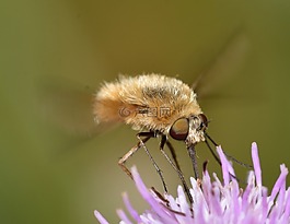 昆蟲,雙翅目,bombylius