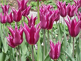 迈瑙岛,郁金香,花