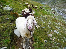 阿尔卑斯山,羊,奥地利