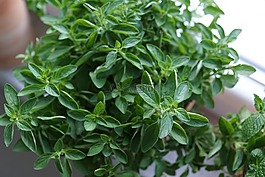牛至,草藥,廚房
