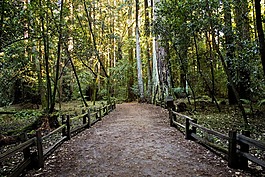 通路,行人路,森林