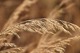 草,秋季,关闭