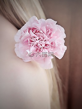 花,香石竹,粉红色的康乃馨