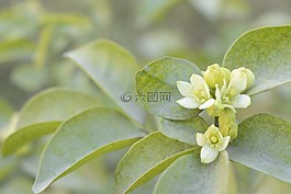 茉莉花,鲜花,花园