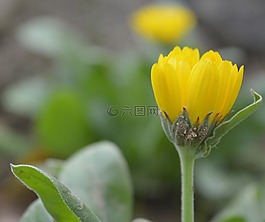 花,黃色,花園