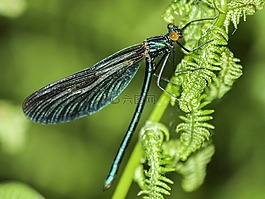 蜻蜓,昆蟲,性質(zhì)