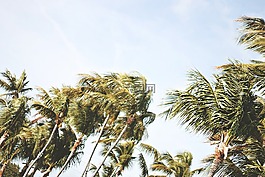 棕櫚樹,天空,熱帶