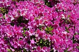映山紅,花,春