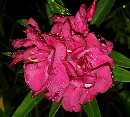 鮮花,夾竹桃,花瓣