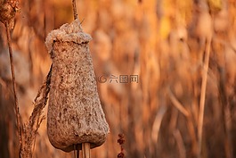 蘆葦,秋季,性質(zhì)