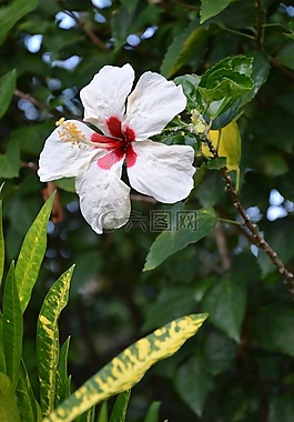 芙蓉,開花,廠