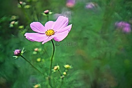 宇宙,鮮花,秋季