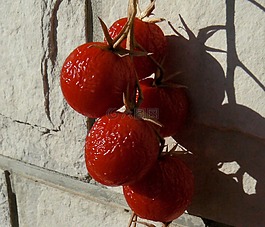 番茄,蔬菜,紅色