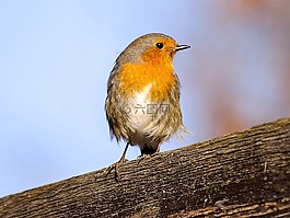 羅賓,鳥(niǎo),鳴鳥(niǎo)