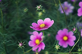 宇宙,鮮花,秋季