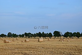 收获,景观,农业