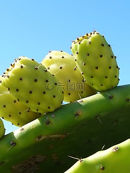 仙人掌,水果,仙人掌温室