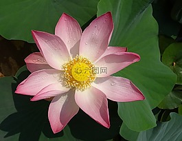 蓮花,花,粉紅色