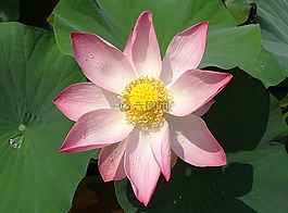 蓮花,花,粉紅色