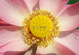 蓮花,花,粉紅色