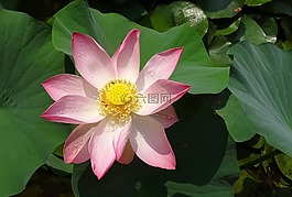 蓮花,花,粉紅色