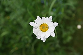 瑪格麗塔,花,白