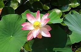 蓮花,花,粉紅色