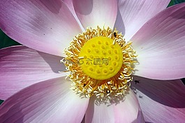 蓮花,花,粉紅色