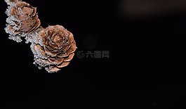 自來(lái)水,弗羅斯特,夜