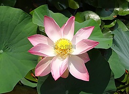 蓮花,花,粉紅色