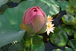 蓮花,花,粉紅色