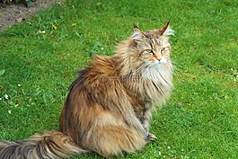 猫,西伯利亚森林猫,森林猫