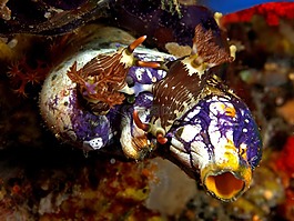 nembrotha,lineolata,交配