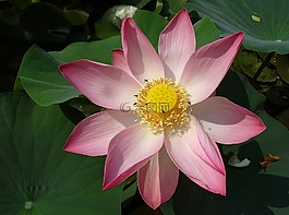 蓮花,花,粉紅色