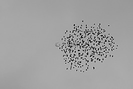 鳥,群,天空