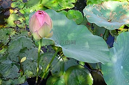 蓮花,花,粉紅色