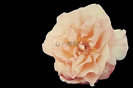 玫瑰,黃色,開花