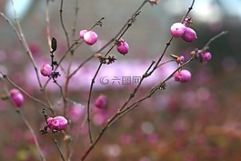 冬天,鮮花,粉紅色