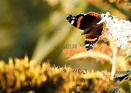 蝴蝶,春天,昆虫