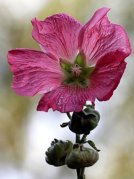 锦葵,股价上涨,开花