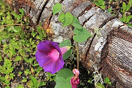 花,紫色,春天性質(zhì)