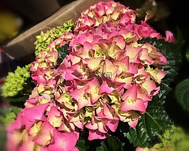 繡球,花,阿姆斯特丹