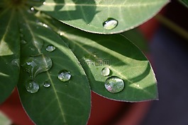葉,植物,雨