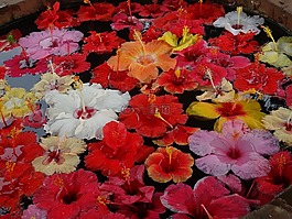 花池,花飄,花裝飾