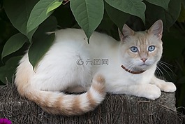 猫,猫的眼睛,蓝色