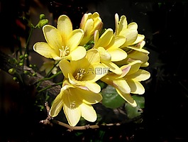 黃色的花,春,燈泡