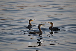 鸕鶿,水禽,鳥(niǎo)