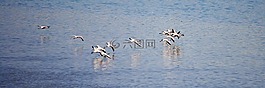 火烈鳥,鳥,印度